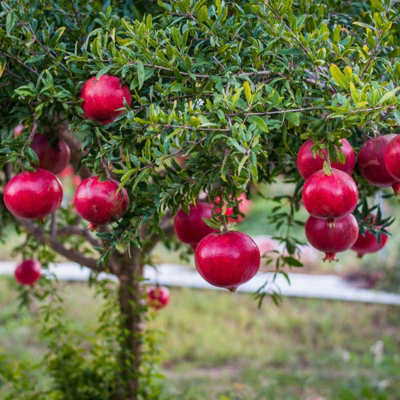 Live Pomegranate Plant, Pomegranate Tree Live Plant for Outdoor Indoor Planting, Sweet Fruit Tree 1-2 Ft Tall, Live Plant in 1 Gal Pot, No to CA