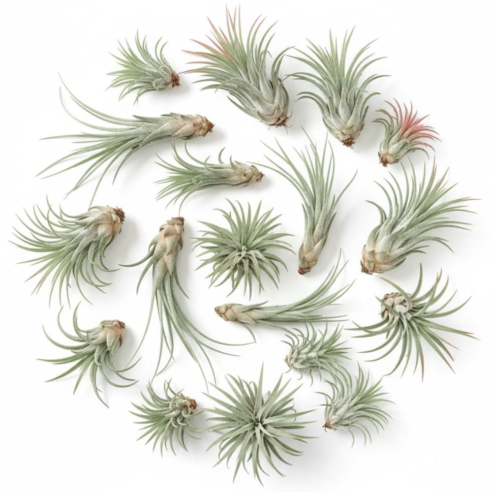 Pack 20 Mixed Ionantha Air Plants, Live Tillandsia, Bulk Airplants, Easy Care Houseplants for Indoor and Outdoor Planting
