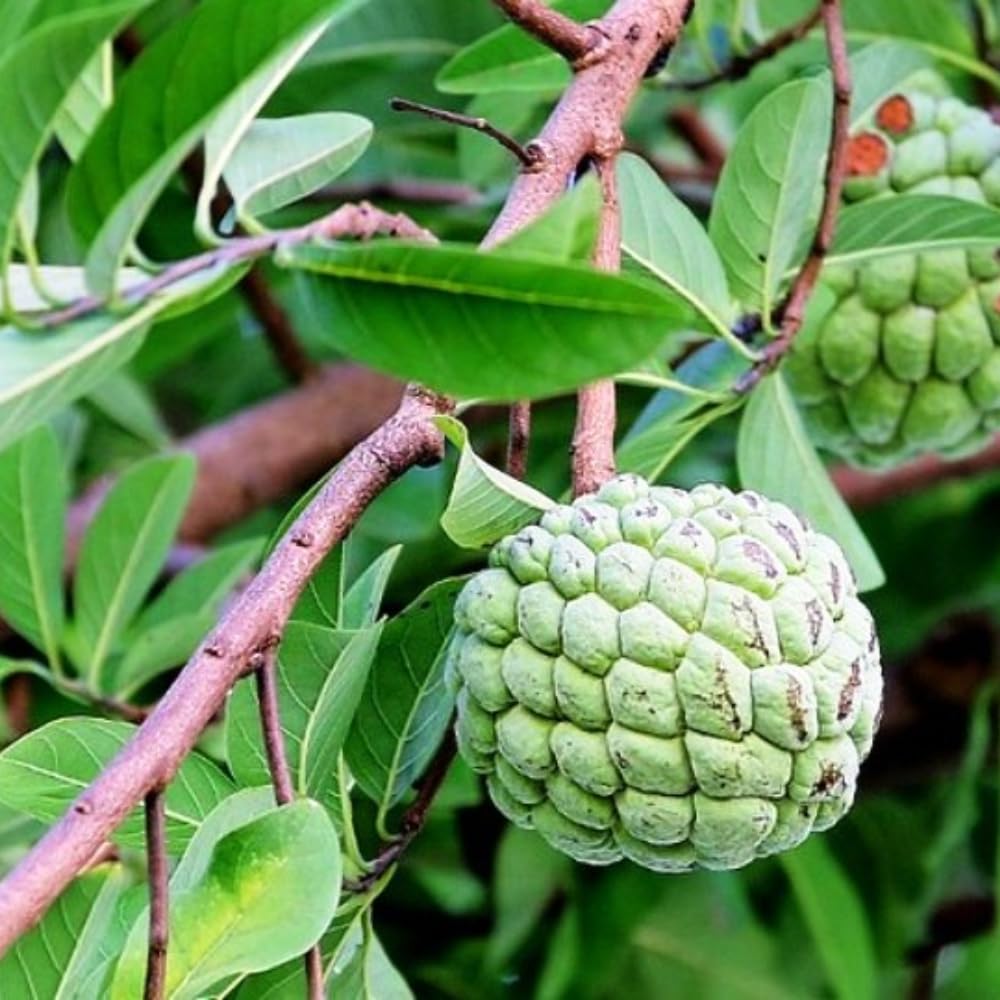Annona Squamosa Sugar Apple Live Plant, 6-12” Tall, Potted Sugar Apple Tree