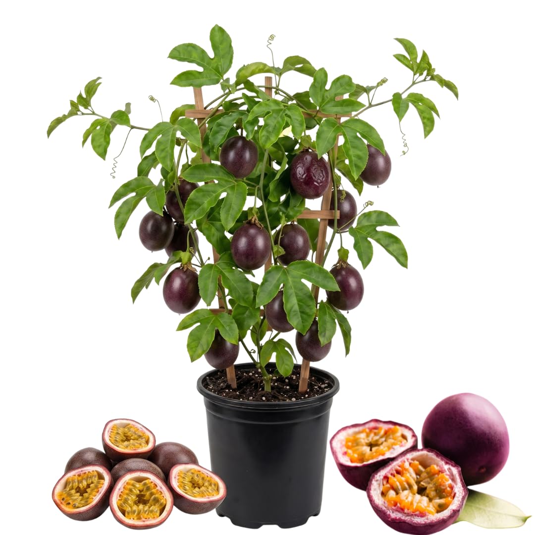 Purple Passion Fruit Plant, Passion Fruit Vine in 1 Gallon Pot for Planting Outdoors, No Ship to CA