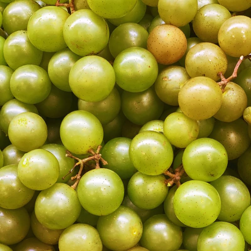 Bronze Muscadine Grape Plant Live, Sweet Grapes Vines, 6 Months Old, Sweet Grape Fruit Tree for Planting 4-8'' Tall