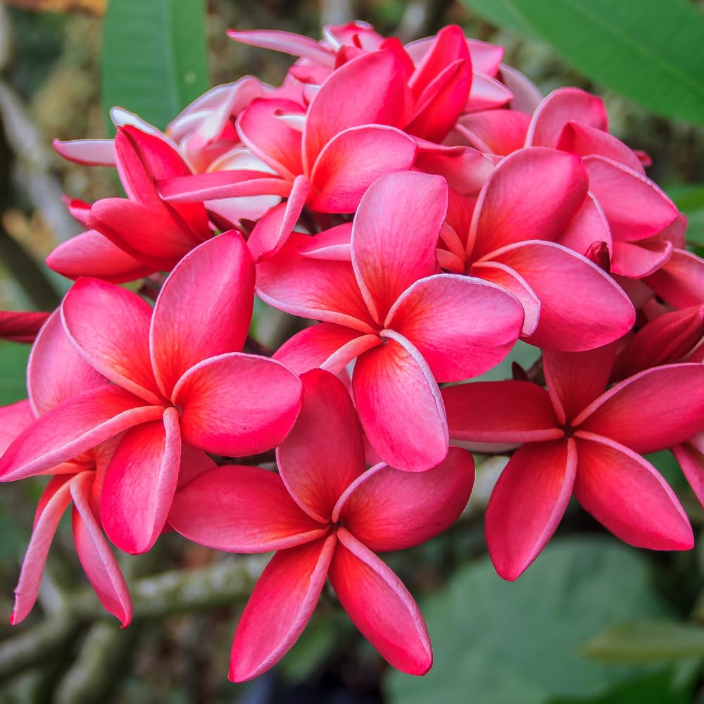 Set of 2 Plumeria Cuttings, Frangipani Plant, 12 Inch Live Cutting, Tropical Fragrant Blooms, Plumeria Frangipani Cuttings for Outdoor Growing (Deep Pink)