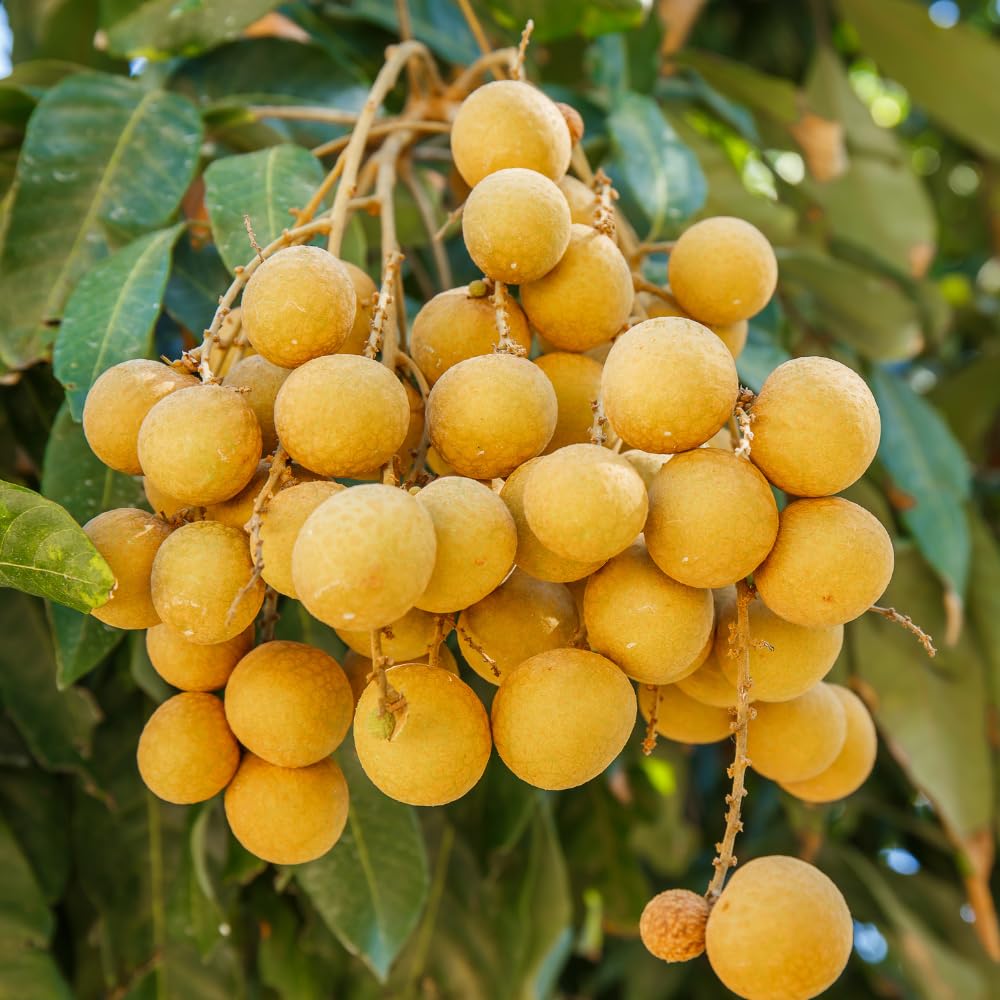 Longan Tree, Sweet Longan Live Plant, Outdoor Garden Planting from 2 Ft Tall, No Ship CA