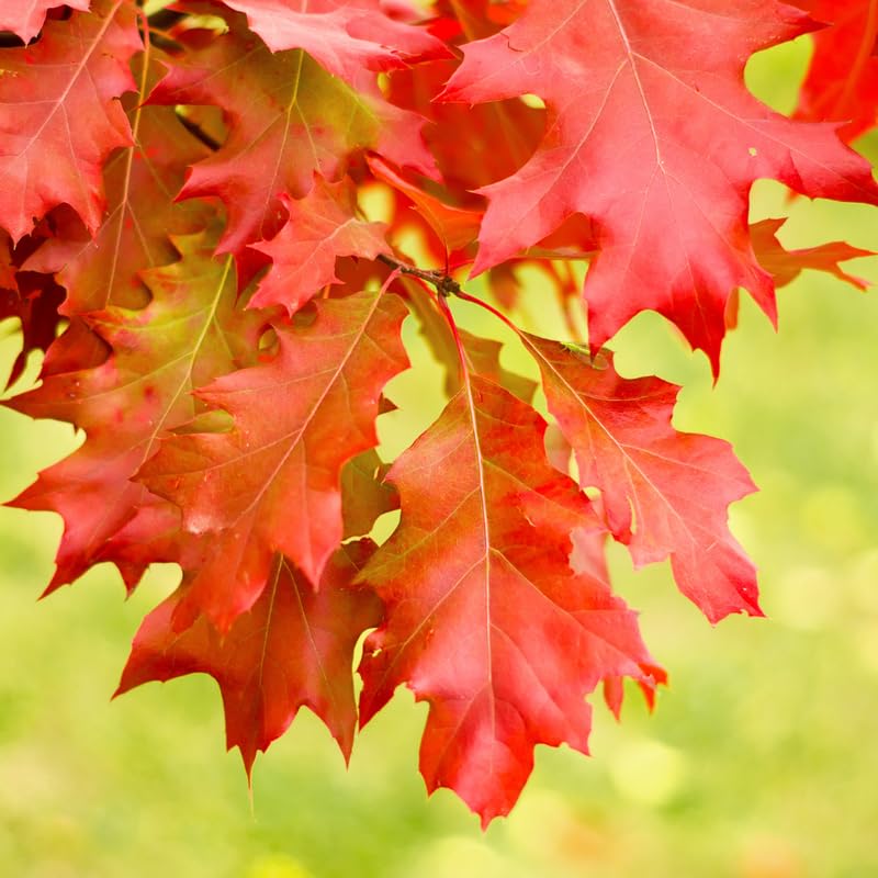Red Oak Tree Plant in Quart Pot, 6-12 Inch Tall Shade Tree Live Oak Plants Potted Seedling for Planting Outdoor Garden, Dormant in Winter