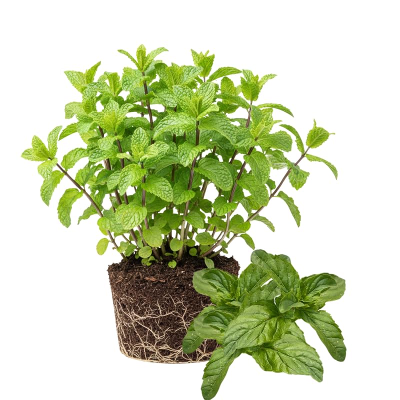 Sets 3 Mojito Mint Plants Live Fast Growing for Spring Planting, Fragrant Culinary Herb Mint for Indoor Outdoor Gardening, Cold Hardy