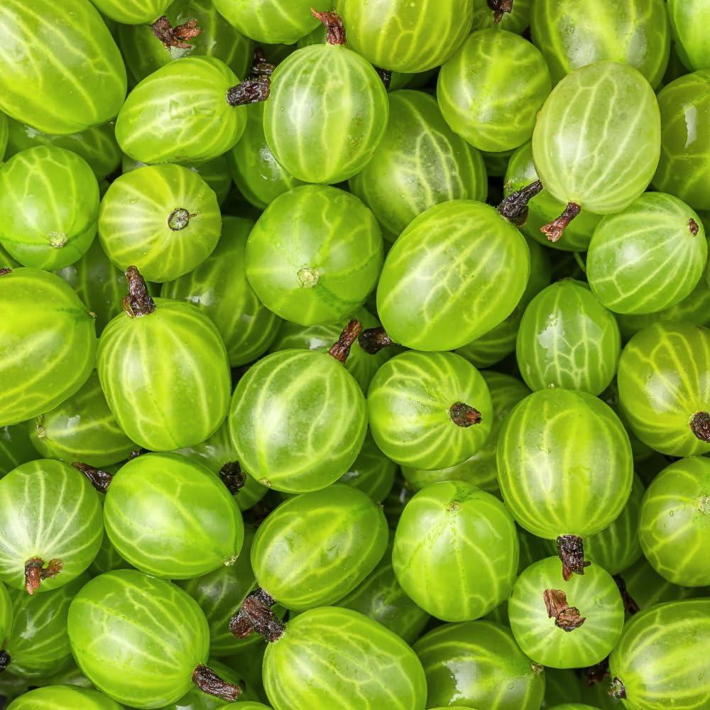 Sweet Gooseberry Plant Live, Gooseberry Bush, 4-6 Inch Tall