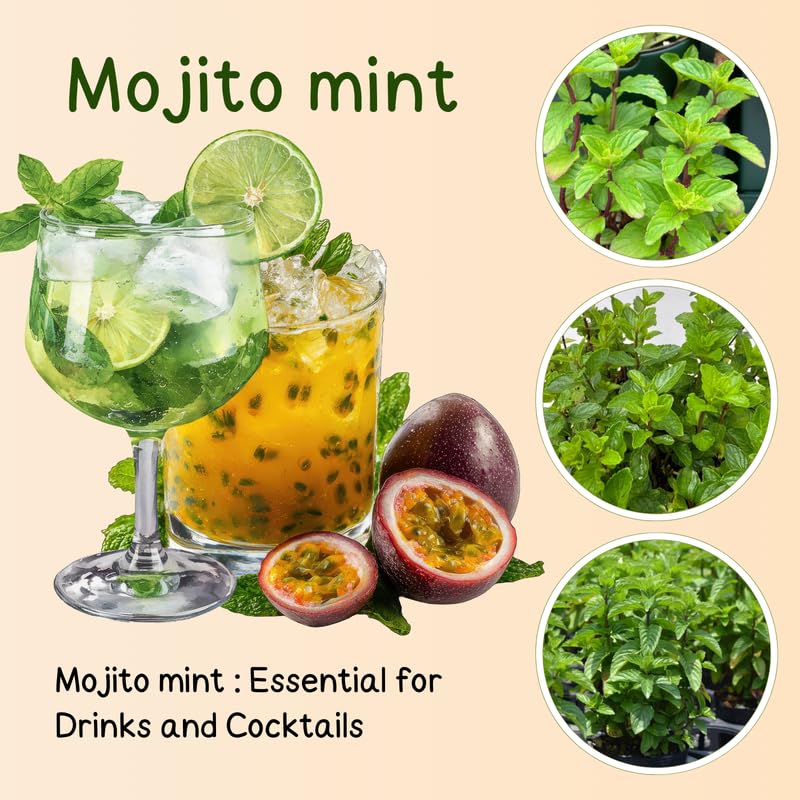 4 Mojito Mint Plants Live for Spring Planting, Fragrant Culinary Herb Mint for Indoor Outdoor Zones 3-11, Very Hardy and Fast Growing, Size 4-7" in Tall