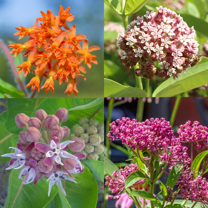 Set 2 Milkweed Plants Live, 5-8" Tall Perennial Butterfly Milkweed Plants, Well Rooted, Asclepias Tuberosa Live Plant