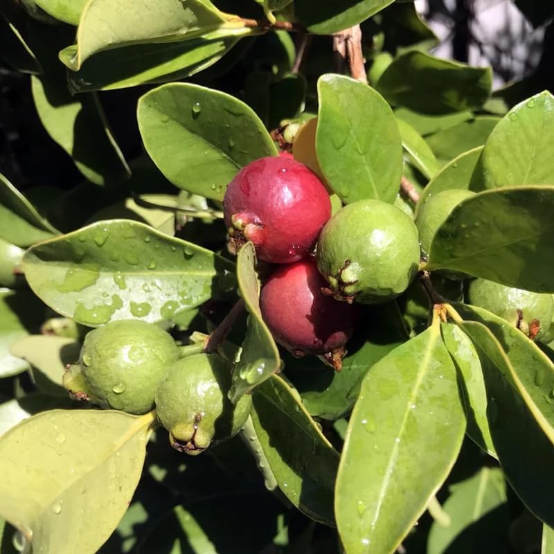 Strawberry Guava Tree Live Plant in 3 Gallon Pot, Fragrant and Edible Guava Fruit Bearing Tree from 2 to 3 Feet Height, No Ship to CA