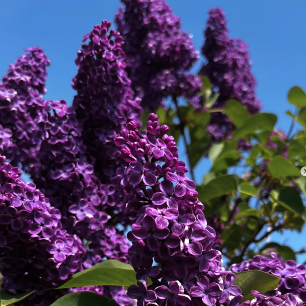 Live Purple Lilac Plant Tree, 8-12" Tall, Fragrant Lavender Flowers, Bare Root Shrub for Outdoor Planting