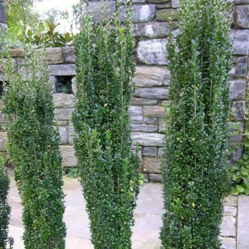 Sky Pencil Holly Tree Live Plant in Quart Pot, Elegant Plant for Landscapes,Yard, Outdoor Planting, Dormant in Winter, Fast Growing Shrub Hardy