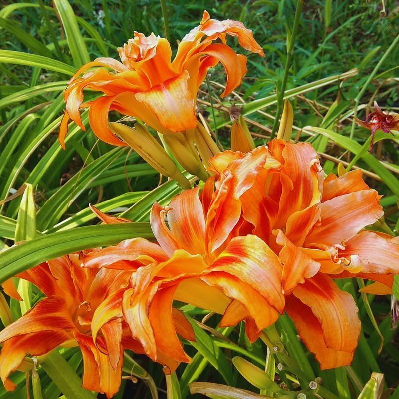 3 Daylily Bulbs for Planting, Double Orange Daylilies Bulbs Annual Flower Plant Bulb