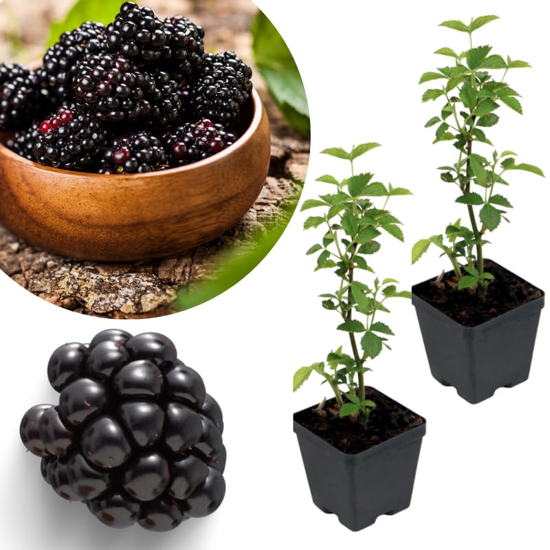2 Rare BlackBerry Plants Live for Planting, High Yielding, Sweet Juicy Berries for Your Garden, 4-6" in Tall, Cold Hardy, Dormant in Winter, No Pot