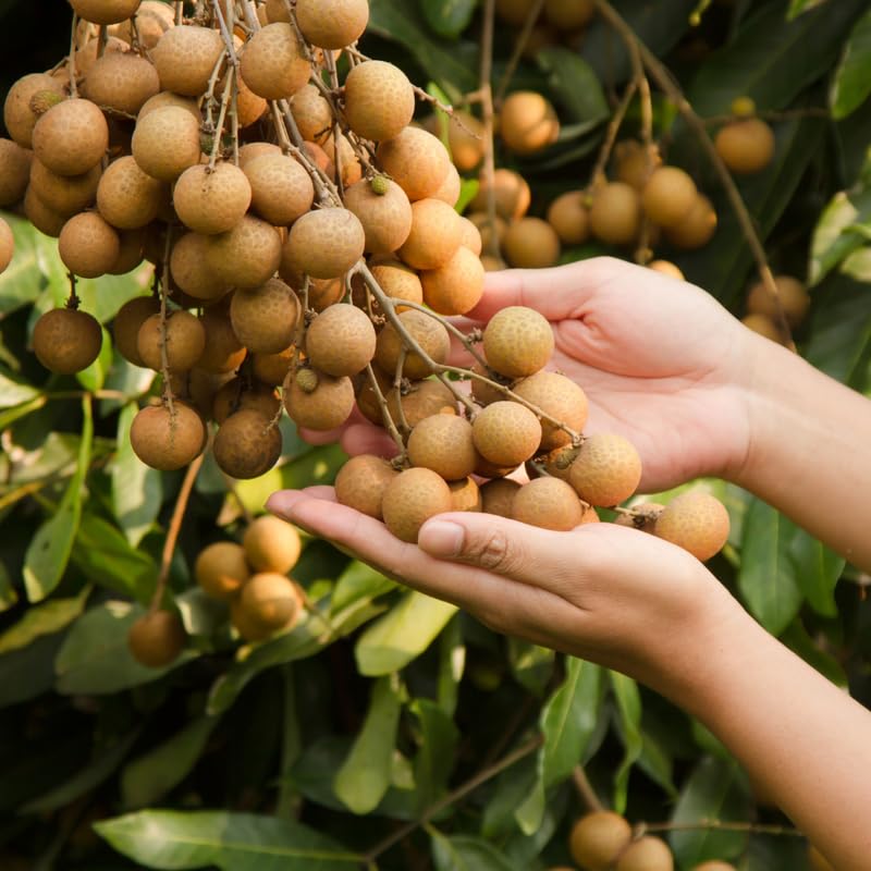 Sweet Longan Tree Live Plant Outdoor, 3 Gallon Pot, Longan Fruit Tree from 2 to 3 Feet in Height No Ship to CA
