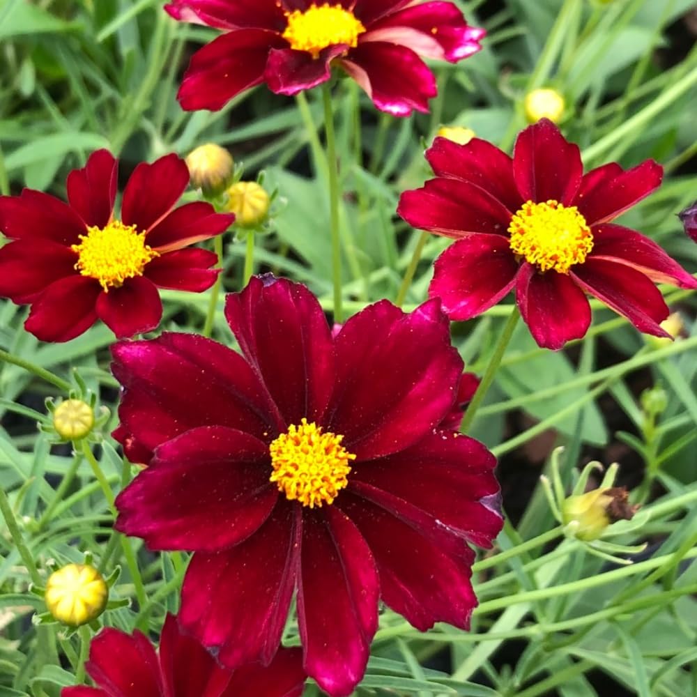2 Coreopsis Live Plants, Mix Coreopsis Perennial Flowers Well Rooted Plug 3-5" Tall, Tickseed Plants Live