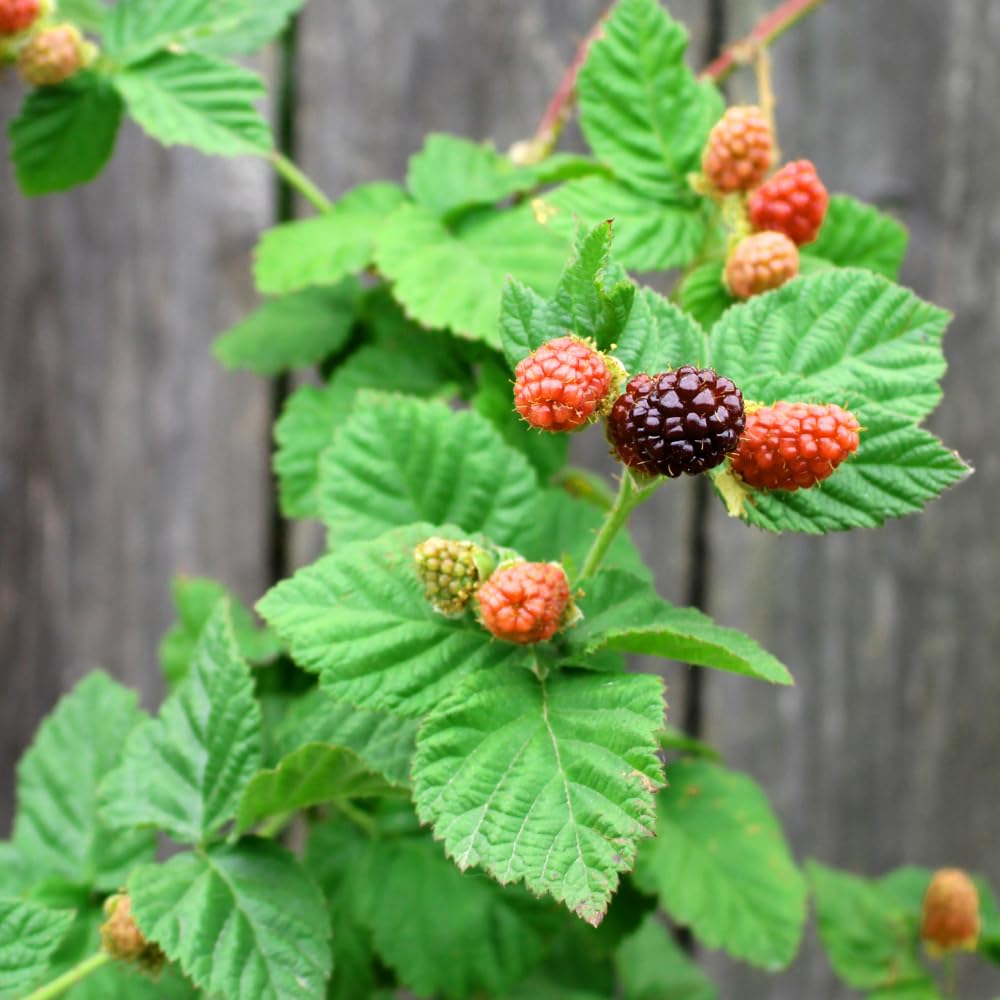 2 Boysenberry Plants Live, Fruit Bearing Boysenberries Tree, 4-6 Inch Tall