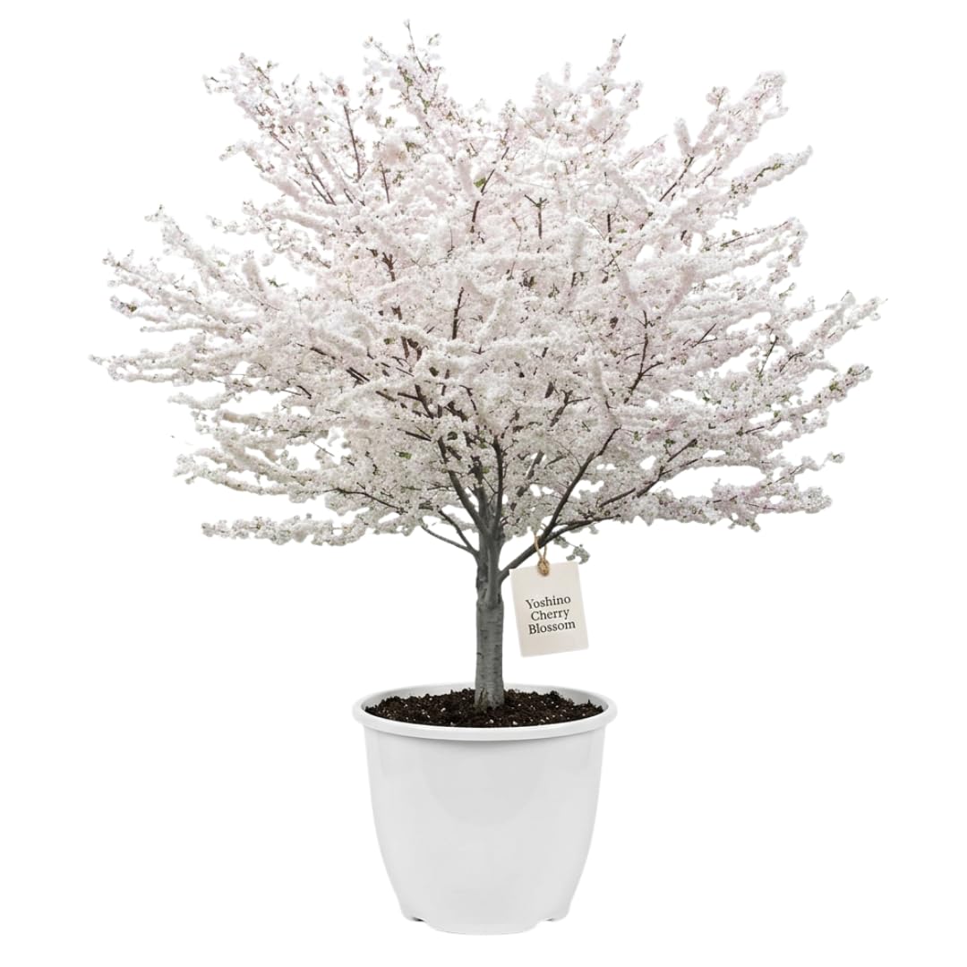 Yoshino Cherry Blossom Tree Live Plant 2-3 Ft, Flowering Cherry Blossom Tree for Outdoor Garden, 3 Gallon Pot, Ornamental Spring Planting, Fast Growing, No Ship to CA