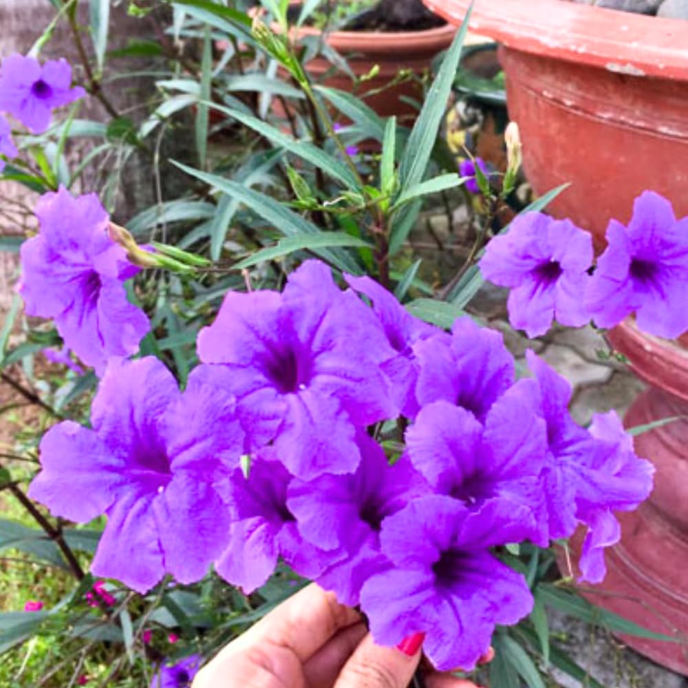 6 Purple Mexican Petunia Plants Live, 4-7 Inches Tall, Hardy Perennial Flowers