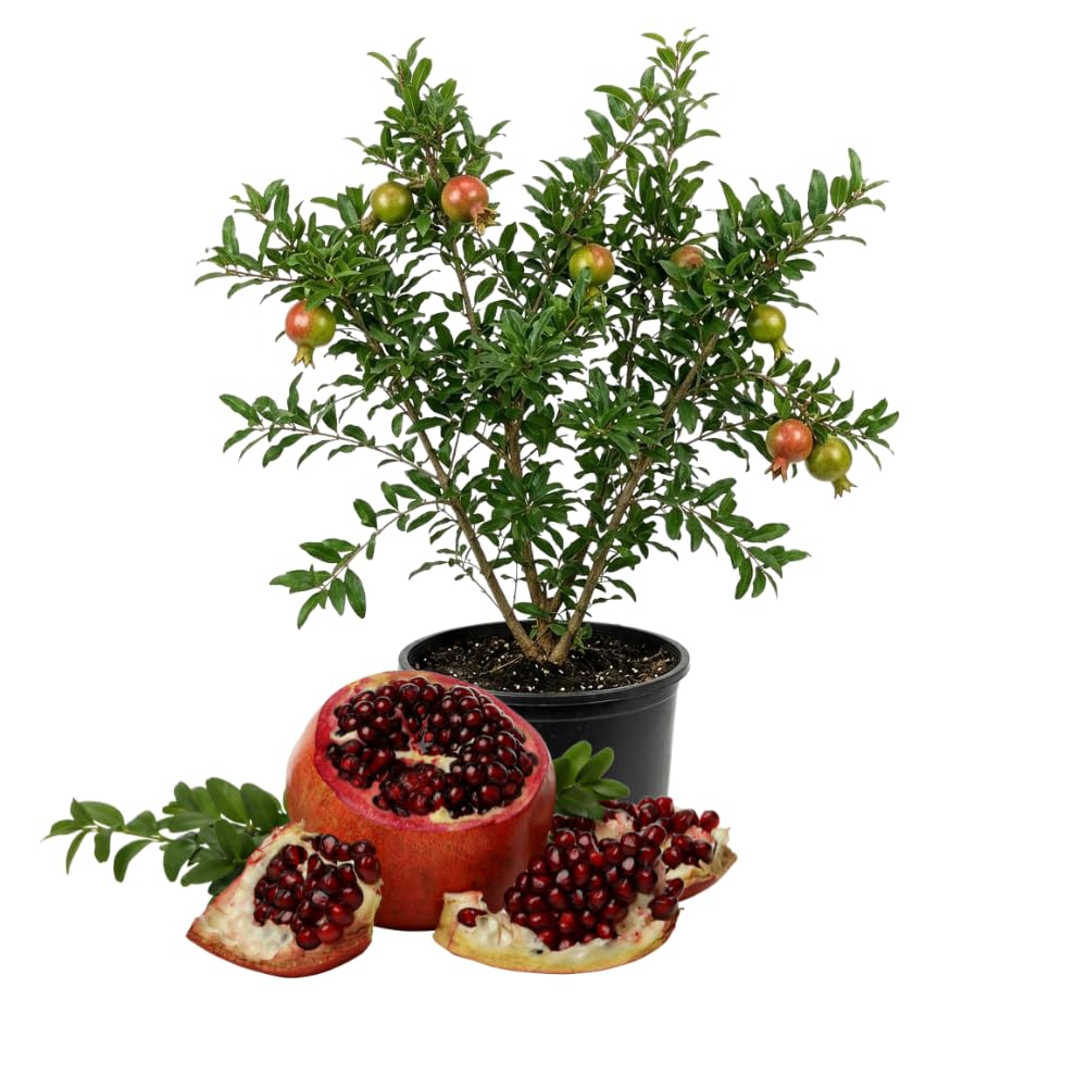 Pomegranate Fruit Tree Live, Cold Hardy Sweet, 2–3 Ft Height, Well Rooted in 3 Gallon Container, Outdoor Planting Ready, No Ship to CA