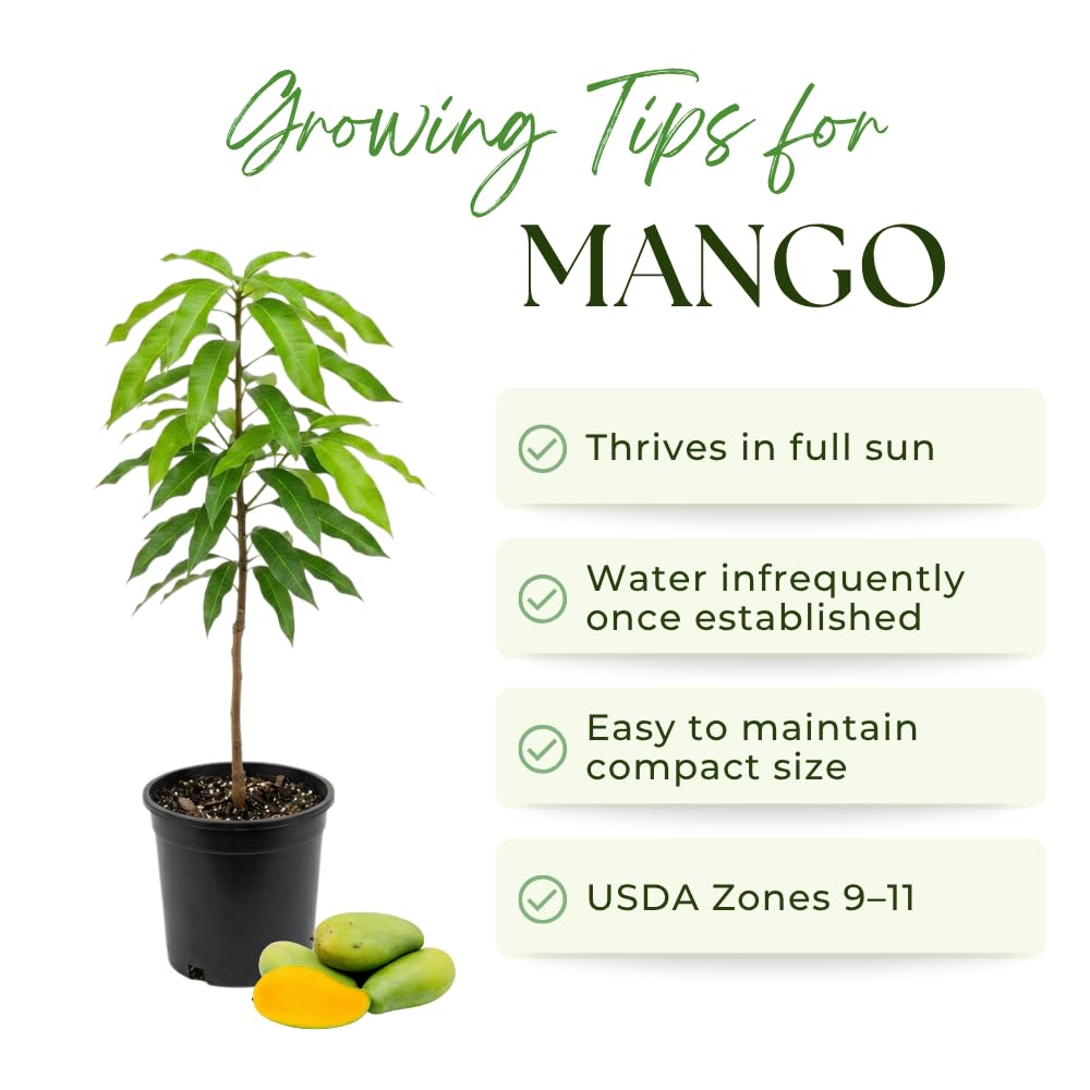 Mango Trees Live Plants, Sweet Mango Tree, 3 Gallon, 2-3 Feet Tall, Tropical Fruit Tree for Outdoor Garden, No Ship to CA