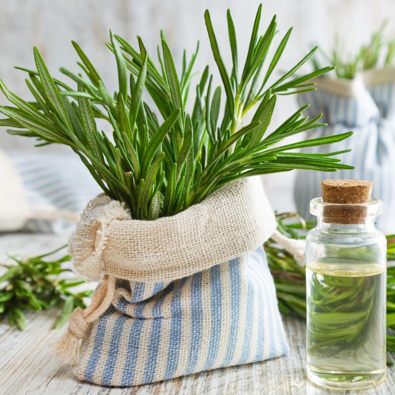 6 Rosemary Plants 4–6'' Tall, Fragrant Culinary Herb, Hardy Rosemary for Outdoor or Container Planting