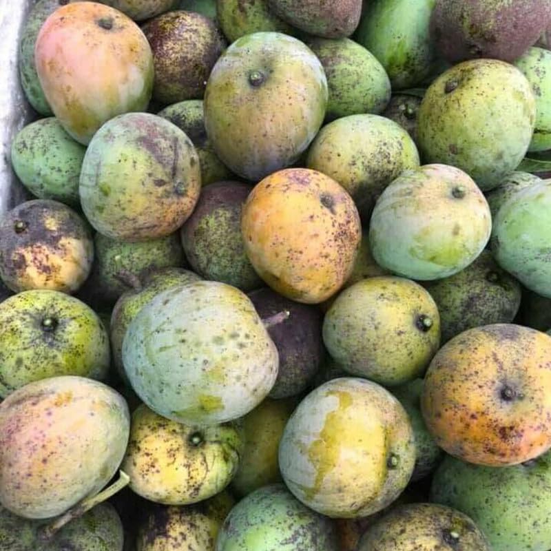Red Yellow Tree Plant 2-3ft Tall in 3 Gallon Pot for Outdoor Planting, Mango Plant Live, High Yield Tropical Fruit Tree, No Ship to CA