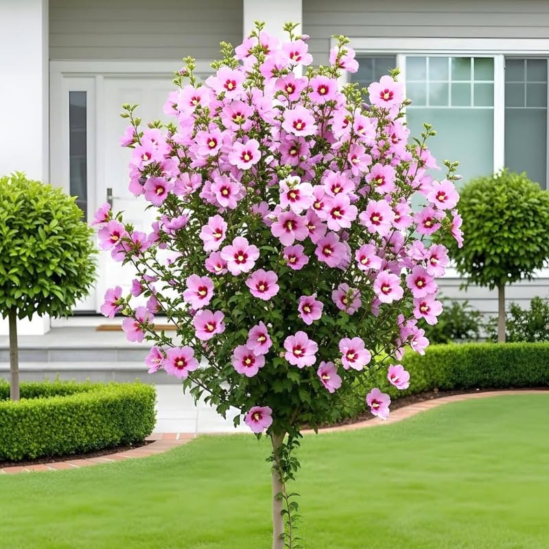 Pink Althea Rose of Sharon Tree Live Plant, 1 Year Old Dormant Seedling in Quart Pot, Hibiscus Syriacus for Outdoor Planting, Cold Hardy