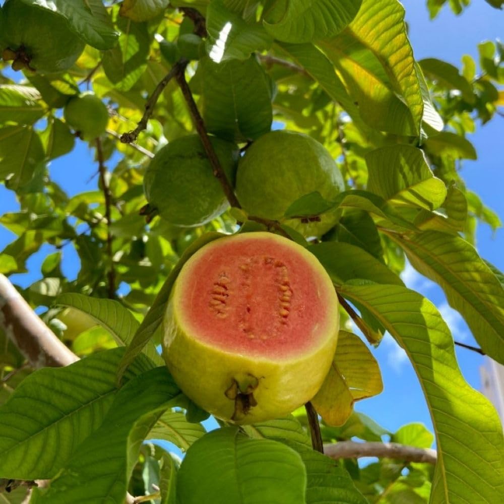 Pink Guava Tree Live Plant 3 Gallon, Guava Plant 2-3ft, Sweet Tropical Fruit Tree for Outdoor Growing, No Ship to CA