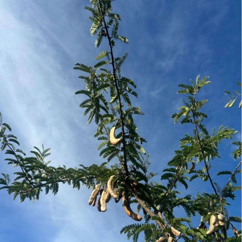 Tamarind Live Plant for Garden Use, 2-3 Ft Tall Tree in 3 Gallon Pot, Tropical Fruit Bearing Plant for Outdoor Patio Spaces, No Ship to CA