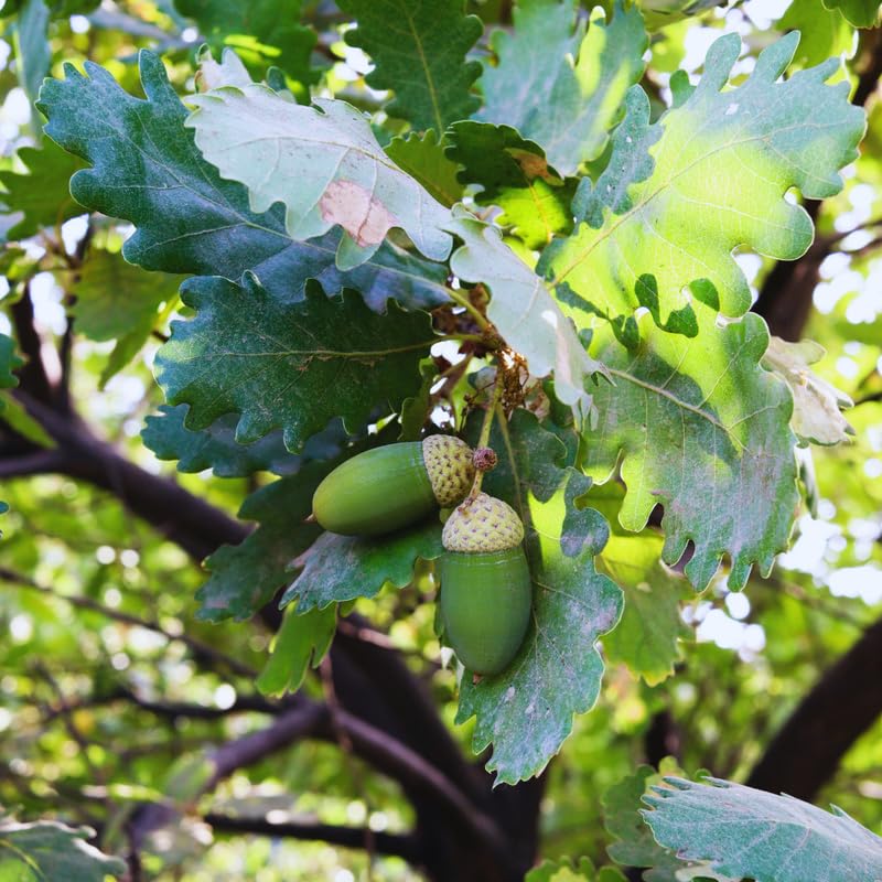 White Oak Tree Live Plant, Oak Plant for Gardening, 6 to 12 Inches Tall