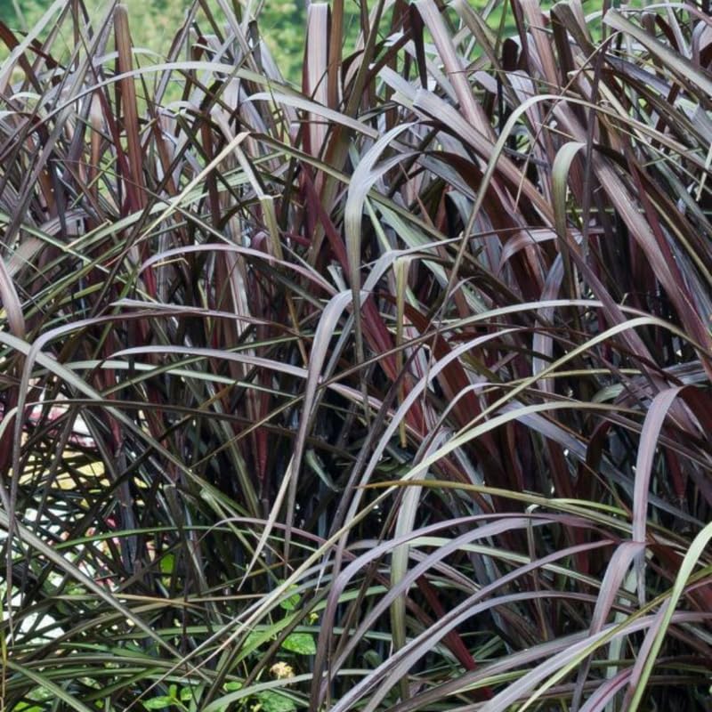 YOKEBOM 2 Black Fountain Grass Plants Live for Planting, Ornamental Grass for Landscaping, Hardy Grasses Clupms 4-7 Inch Tall Well Rooted