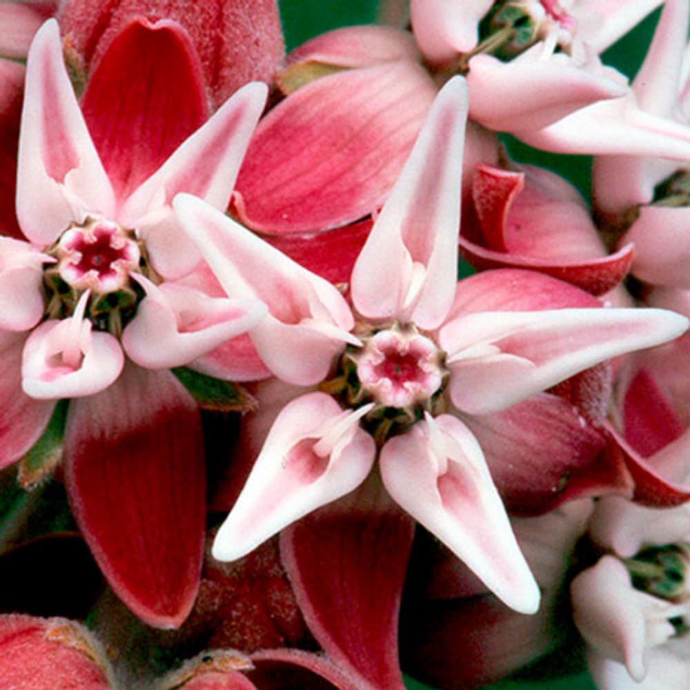 Pack 4 Butterfly Milkweed Plants Live, Milkweed Live Plants, 5-8" Height Asclepias Tuberosa Perennial Flowers Home Garden (Deep Red Milkweed)