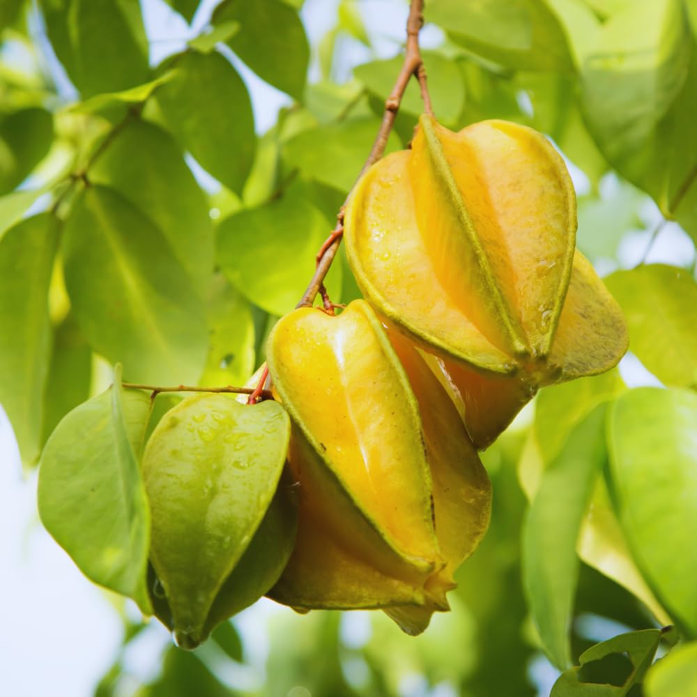 Carambola Tree Plant, Star Fruit Tree, Starfruit Plant, Carambola Fruit Tree 2 to 3 Feet in Tall