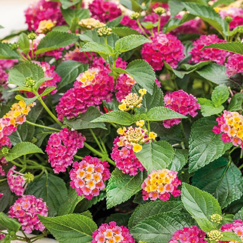 3 Lantana Plants Live, Pink Yellow Lantana Flower Live Plant, Colorful Perennial Flower Garden, 4 to 7 Inches