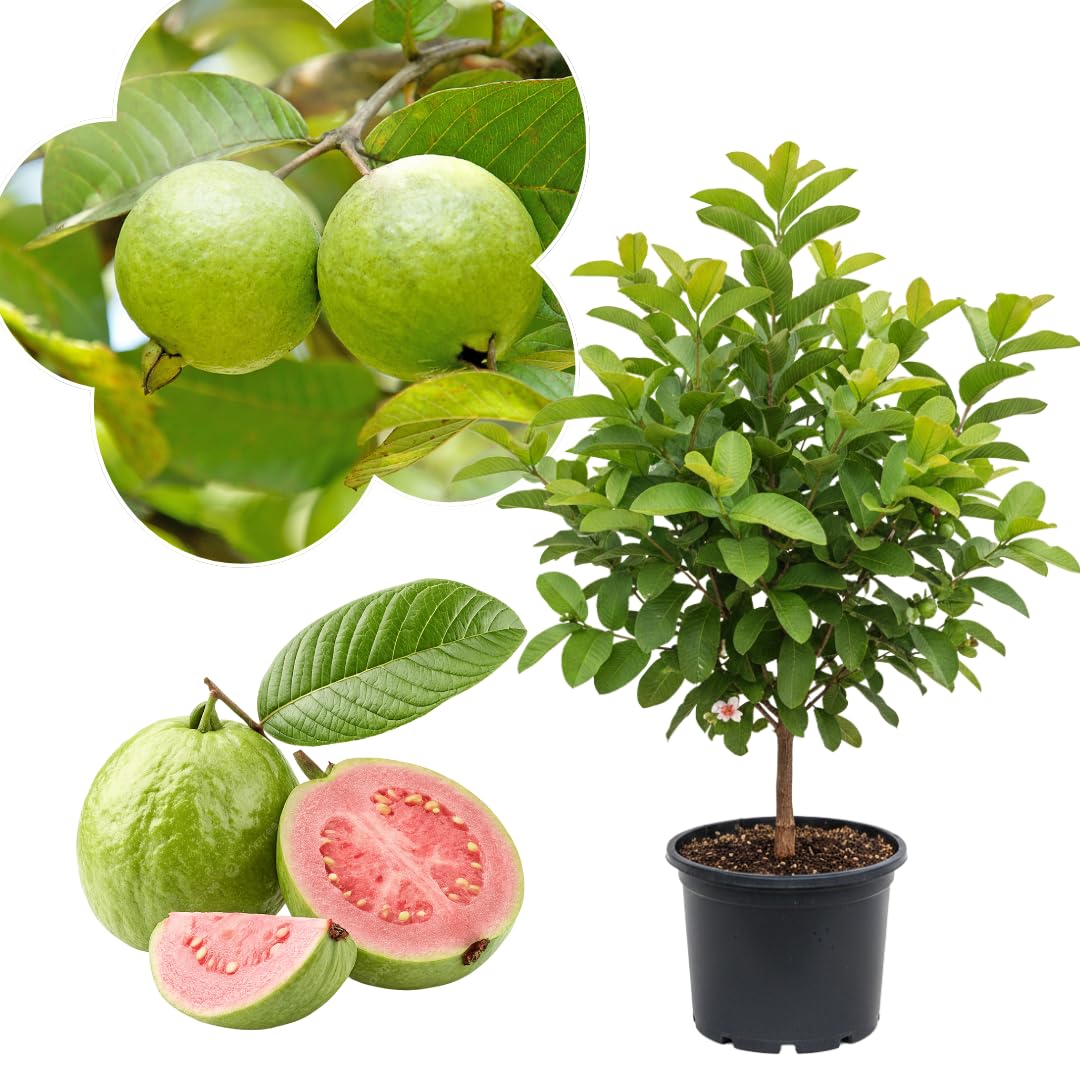 Live Ruby Guava Tree, Grafted Guava Plant, Tropical Fruit Tree, 4 Feet Tall, Ready for Growing