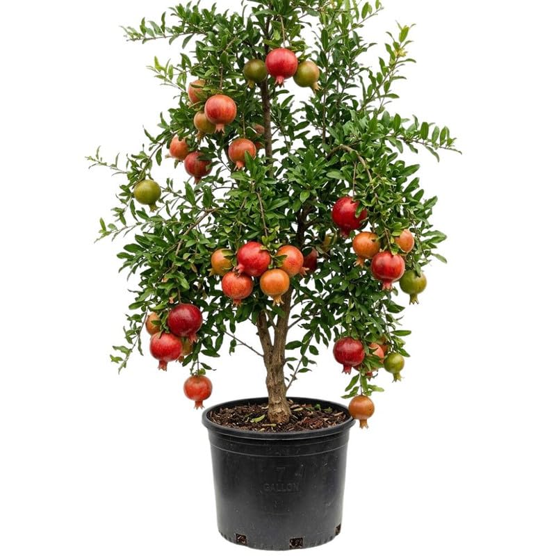 Sweet Pomegranate Tree Live Plant for Planting Outdoor, Red Pomegranate Plant 1 Gallon Pot, Sweet Edible Fruit Tree 24-30" Tall, No Ship to CA