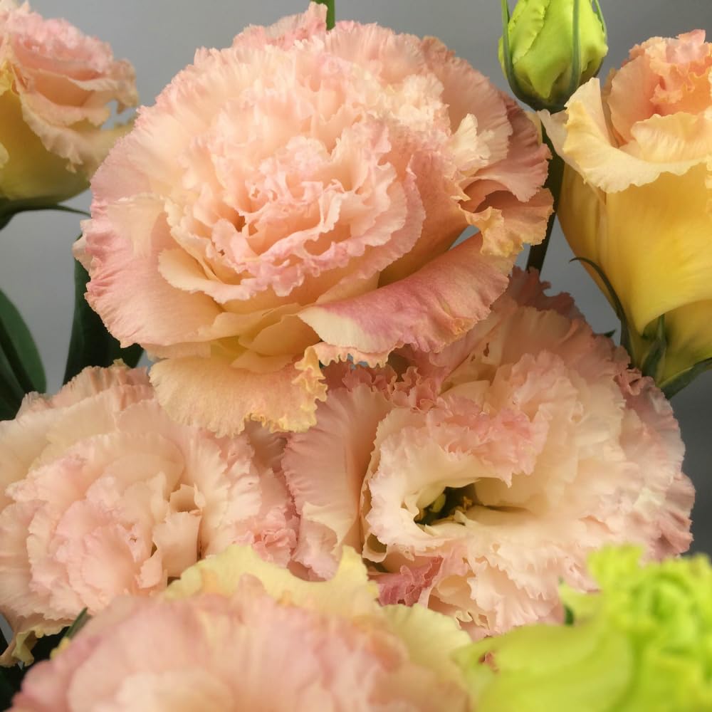 Sets 2 Apricot Lisianthus Eustoma Live Plants, Plug Size, Well-Rooted, Texas Bluebell, Thornless Love Rose Plant, Spring to Fall Bloom, 2-4" in Tall Starter