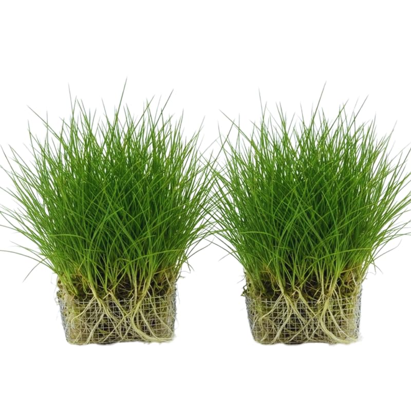 Aquarium Grass Plants, Dwaft Hairgrass Plants Live, 4-6 Inc