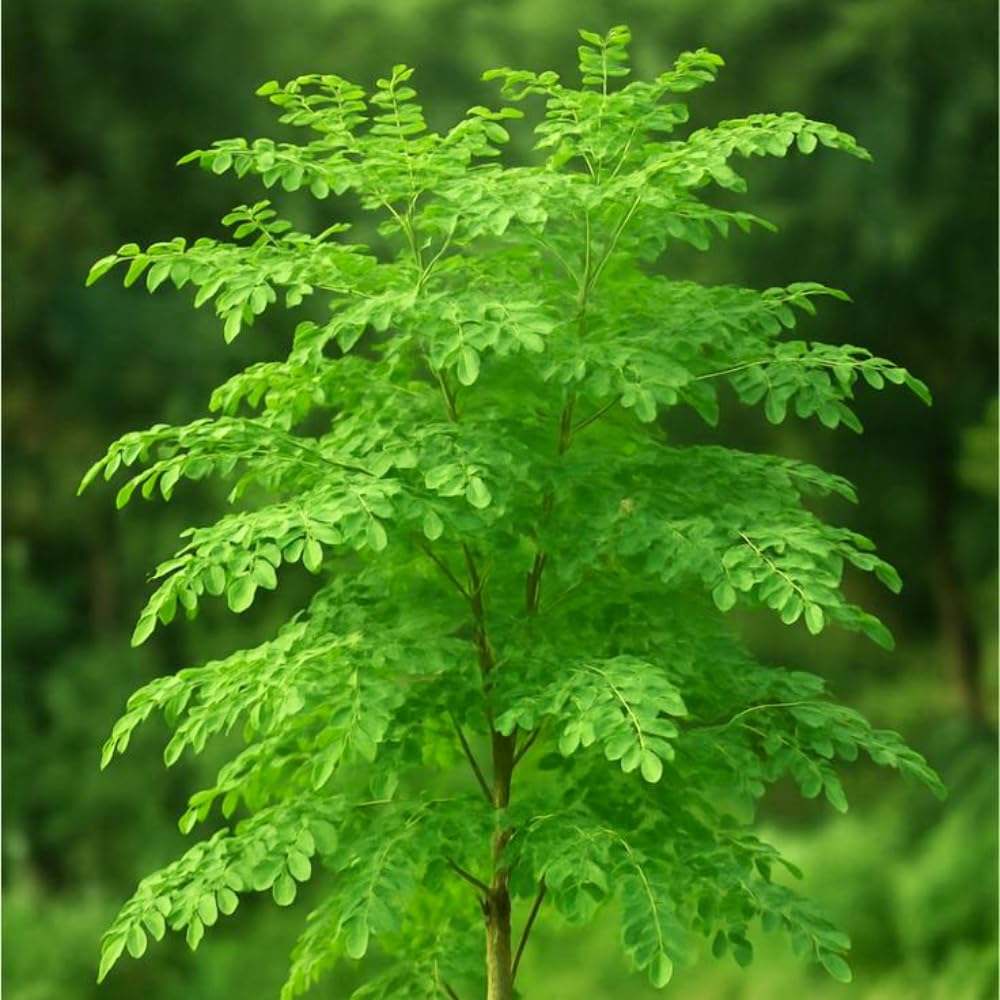 Moringa Tree Plant Live, 1-2 Years Old Moringa Oleifera Plant, Fast Growing Drumstick Tree for Outdoor Planting, 1-2 Feet Tall in 1 Gallon Pot, No Ship to CA