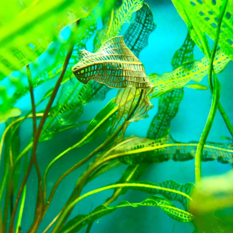 Aponogeton Aquarium Plants Live, Live Aquarium Tanks Aquatic Plants, 1-2 Bulbs, Live Aquarium Plants, Freshwater Aquarium for Planting Ponds