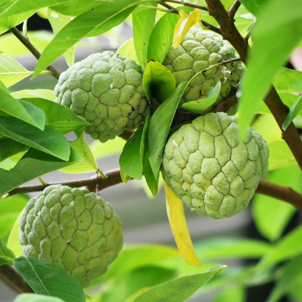 Sugar Apple Plant Live, 7-12 Inch Tall, Annona Squamosa Sugar Apple Fruit Tree Live Plant, in 3.5" Pot