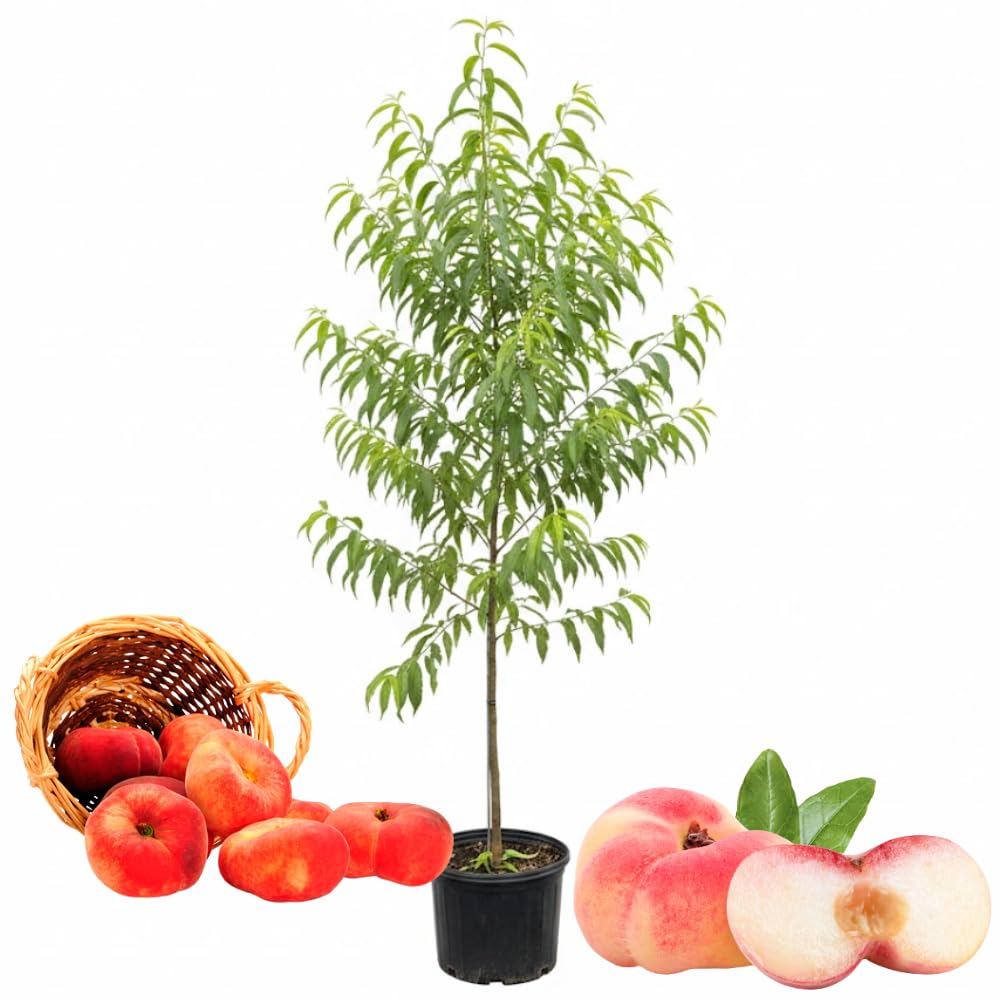 3 Feet Donut Peach Tree Live Plant in 3 Gal Pot, 3 Feet Tall, Well-Rooted Peach Fruit Tree for Home Garden and Orchard, No Shipping to CA