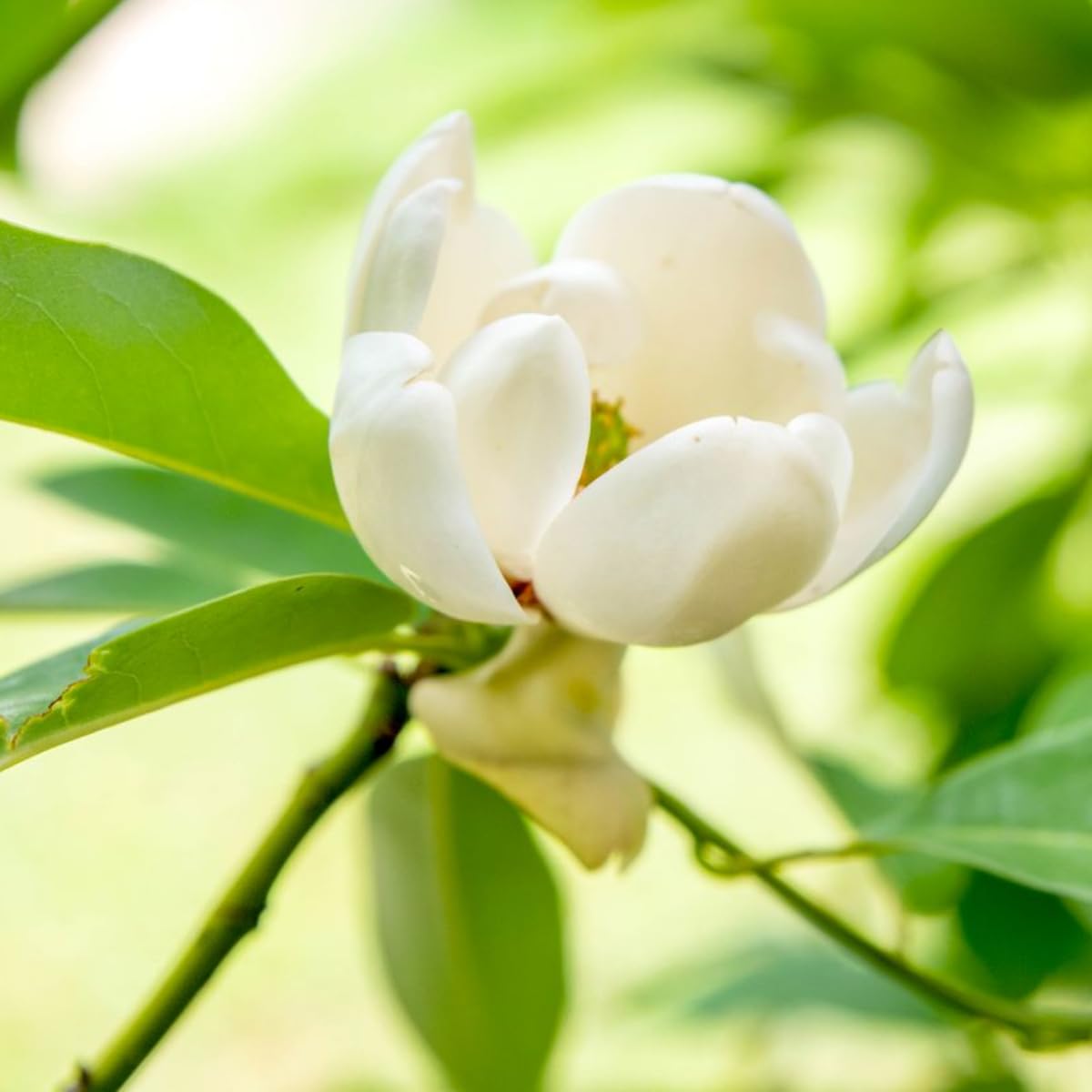 Sweetbay Magnolia Tree, 6-12 Inch Magnolia Trees Live Plants for Planting Outdoor, 4 Inch Pot Fragrant White Flowers Plant, Dormant in Winter
