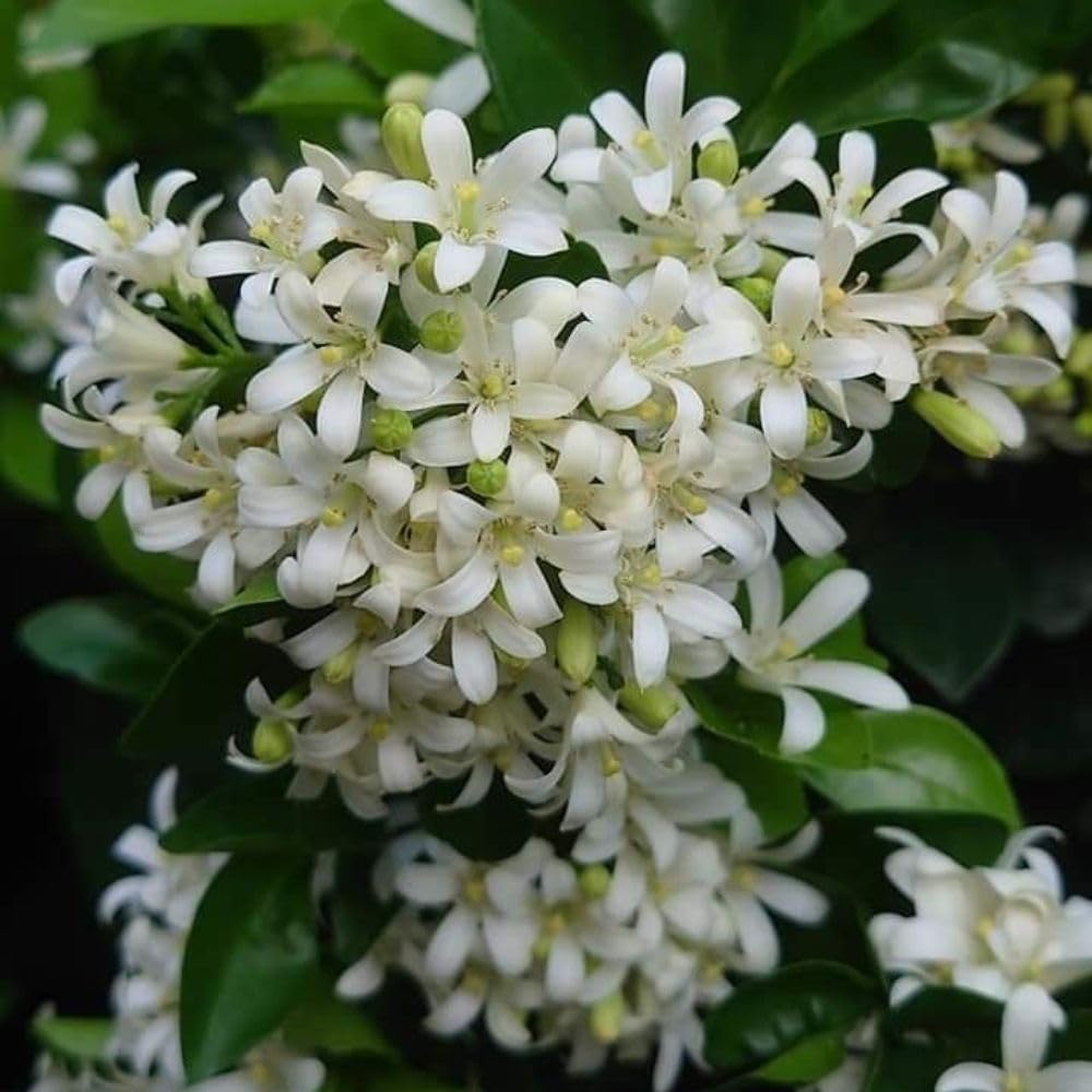 Orange Jasmine Tree Live Plant 2 to 3ft Tall, 3 Gallon Pot, Fragant Arabian Jasmine Plant for Garden, No Ship to CA