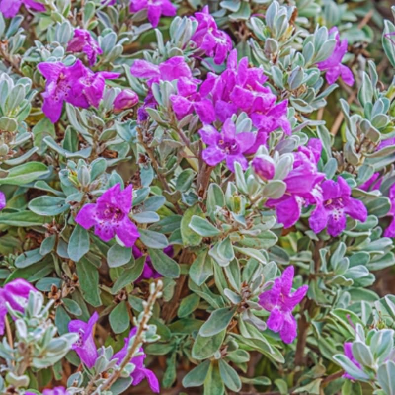 Sets 4 Texas Salvia Sage Plants Live for Spring Planting, Size 4-6" in Tall, Fast-Growing and Quick Flower, Perennial Fragrant Shrubs Bush