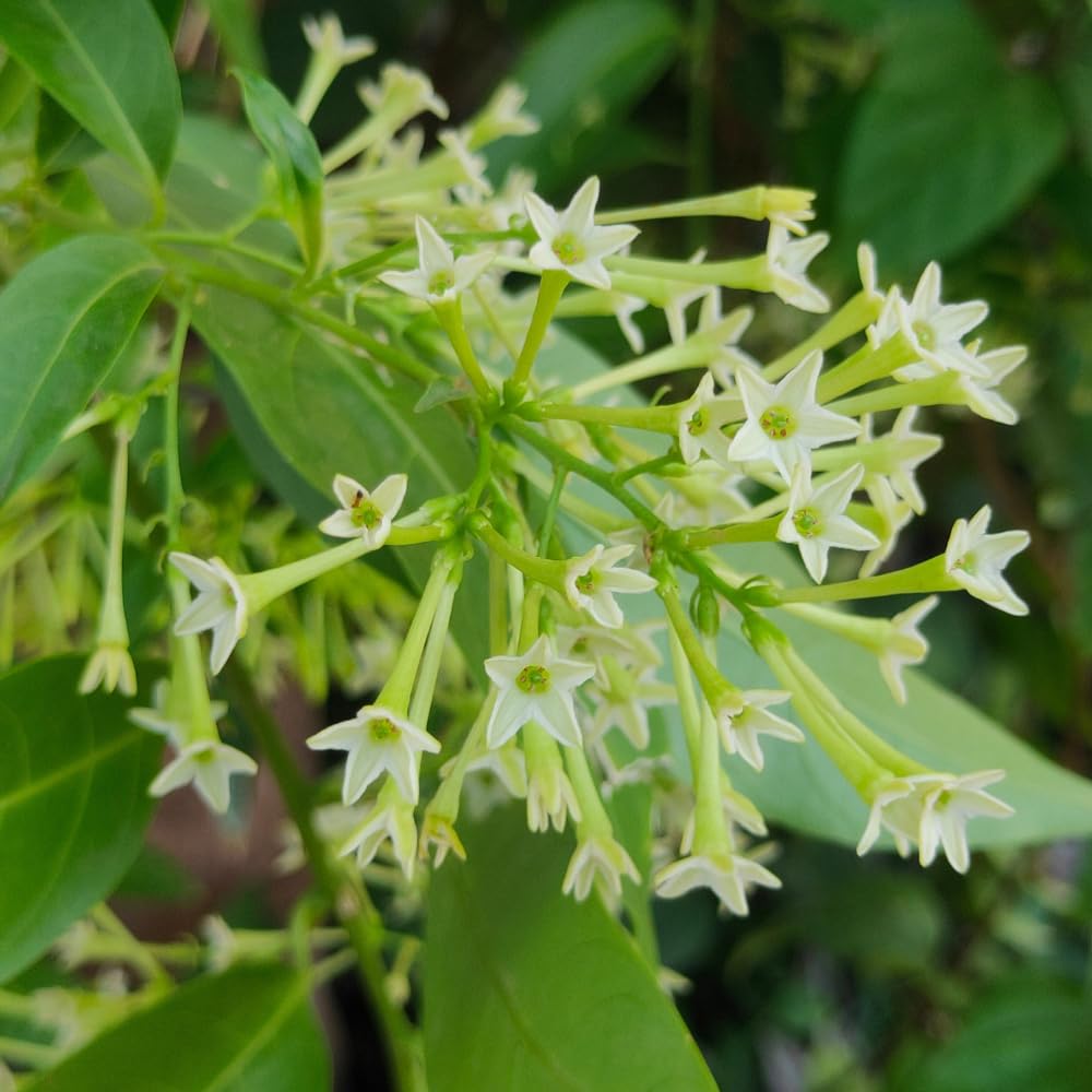 Set 4 Night Blooming Jasmine Plants Live, White Flower Jasmine Live Plant Well Rooted