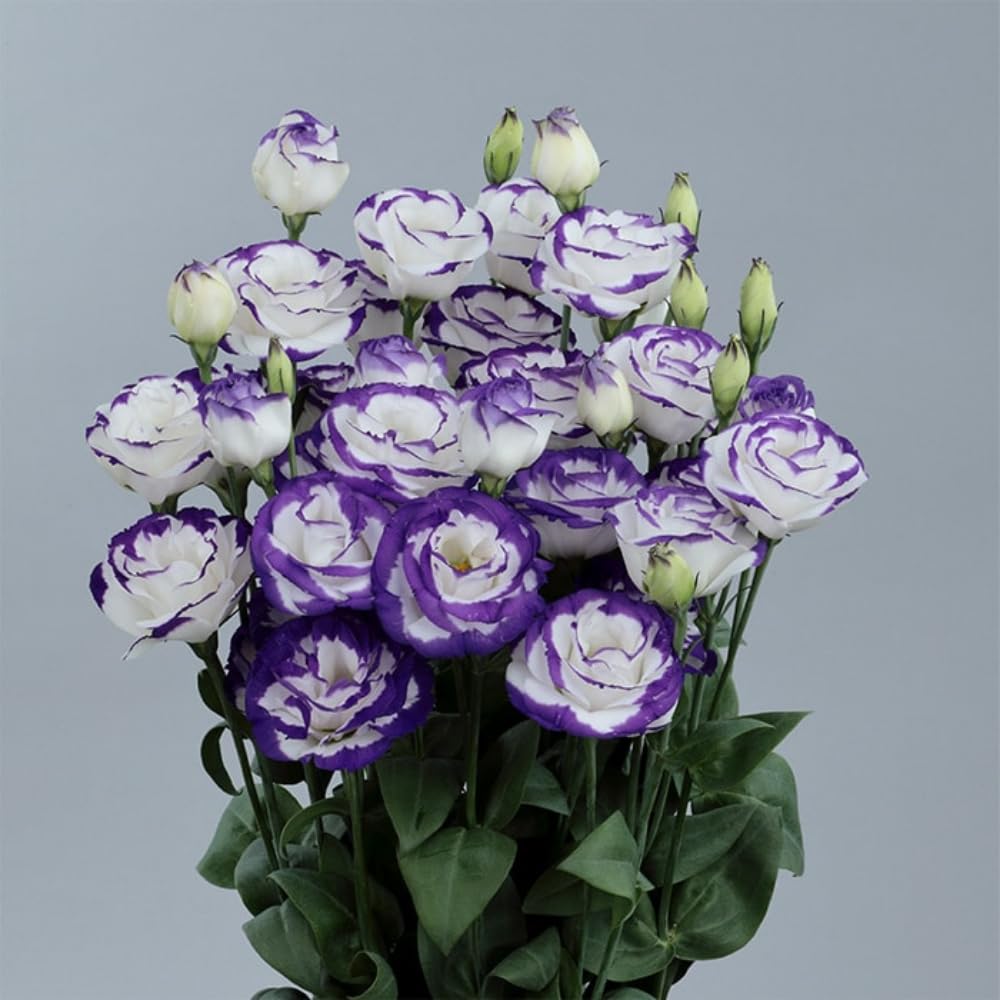 Sets 2 Blue Picotee Lisianthus Eustoma Live Plants, Plug Size, Well-Rooted, Texas Bluebell, Thornless Love Rose Plant, Spring to Fall Bloom, 2-4" in Tall Starter