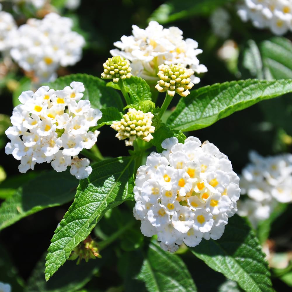 Set of 4 Multicolor Lantana Plants Live, 4-8 Inch Tall Well-Rooted Trailing Lantana for Indoor and Outdoor Planting, Assorted Varieties