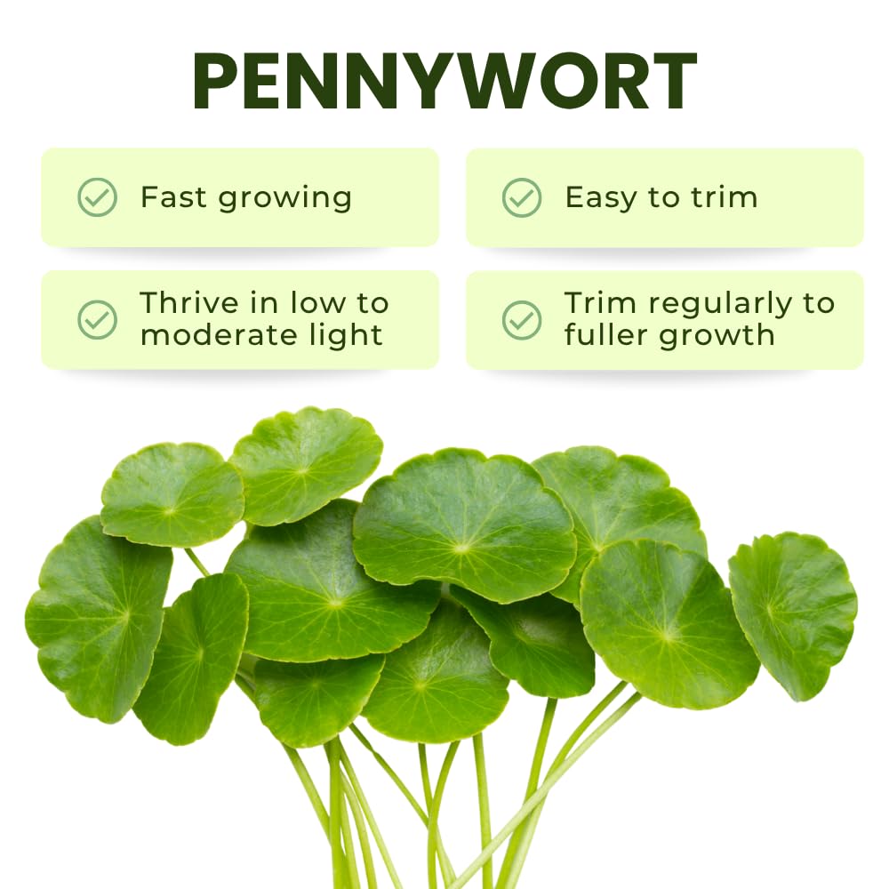Pennywort Live Aquatic Plant, Floating Water Garden Greenery