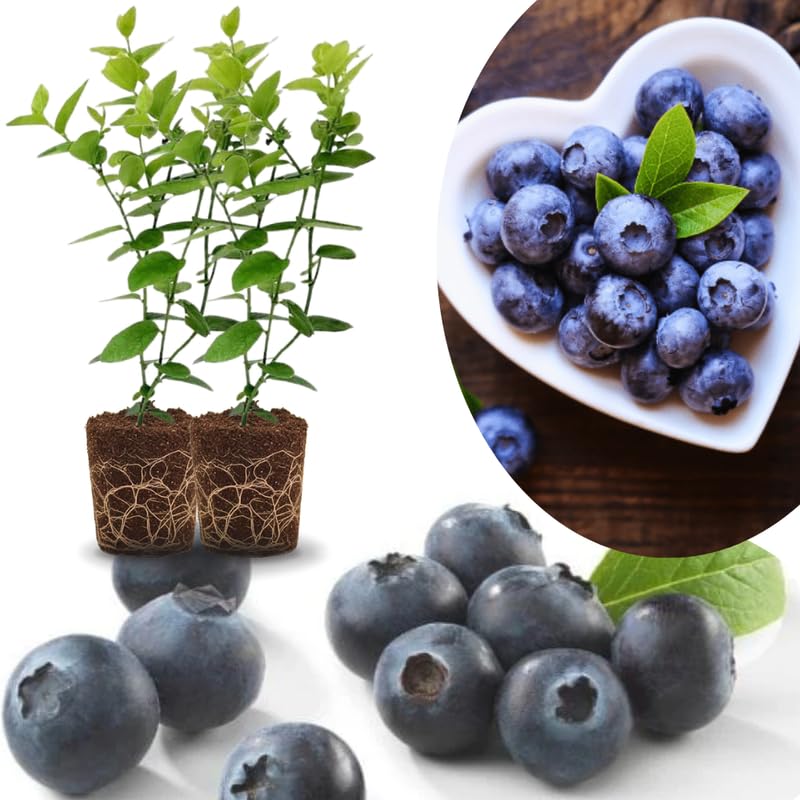 Sets 2 Blueberry Trees Live Plants, Blueberries Bushes, Hardy and High Yield, Seedlings Southern Highbush Blueberry Plants Live for Outdoor Growing, 5-7" Tall (Blue)